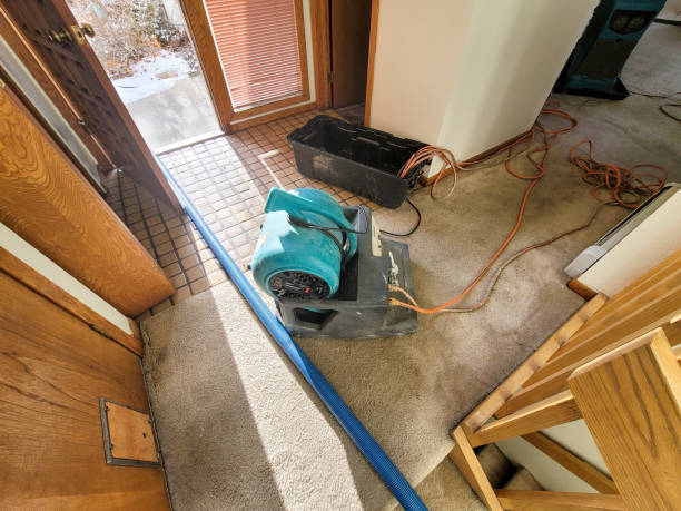 Best Mold removal after water damage  in Arlington, VA